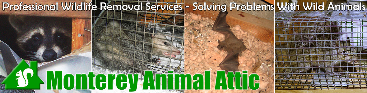 Monterey Animal Attic